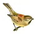 Dessin de P. m. yatii par John Gerrard Keulemans, publié avec sa description originale en 1888 par Richard Bowdler Sharpe.