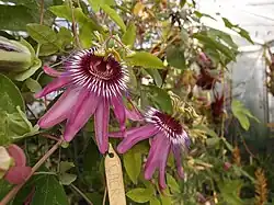 Passiflora 'Jardin Jungle 101' un hybride de P. gritensis & P. caerulea creée au jardin jungle