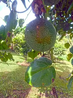 Fruit.