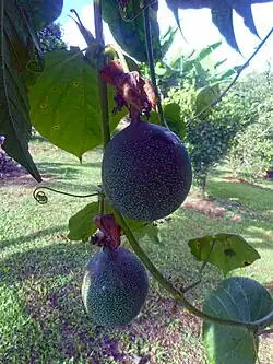 Fruits.