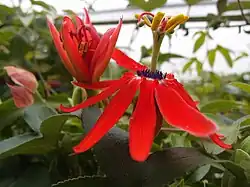 Passiflora manicata dans les serres du jardin jungle