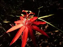 Passiflora vitifolia (P. à feuilles de vigne)