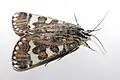 Imago