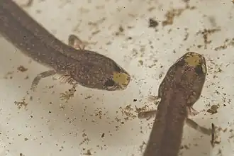 Description de l'image Patch-nosed Salamander imported from iNaturalist photo 118838406 on 6 November 2021.jpg.