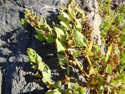 Détail d'une branche en fructification