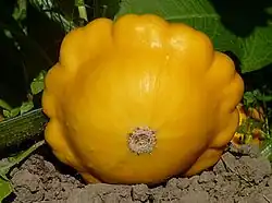 Pâtisson jaune.