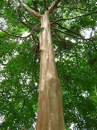Description de l'image Pau mulato jardim botanico.jpg.