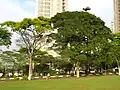 Pied de Carapa guianensis planté comme ornemental