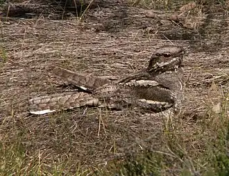 Engoulevent d'Europe(Caprimulgus europaeus)