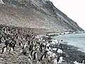 Colonie de manchots Adélie sur l'île Paulet