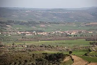 Pauli Arbarei
