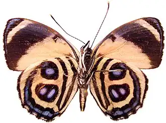 Description de l'image Paulogramma pyracmon.jpg.