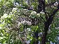 Paulownia fortunei&nbsp;(en).