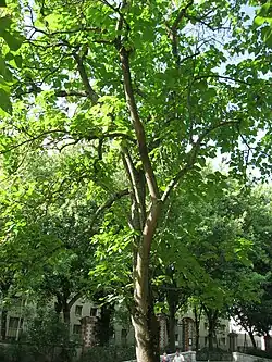 Paulownia tomentosa