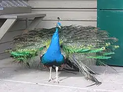 Paon bleu.