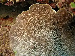Pavona explanulata