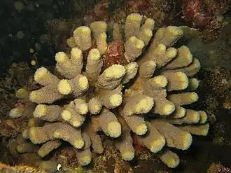 Pavona maldivensis