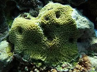 Pavona venosa