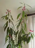 Pavonia ×gledhillii en tant que plante d'intérieur
