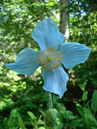 Pavot bleu.