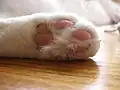 Détail des coussinets roses d'un chat blanc.