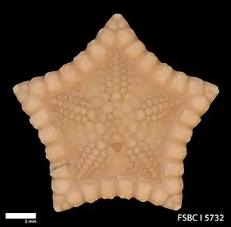 Pawsonaster parvus
