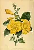 1841 - Allamanda cathartica par Joseph Paxton