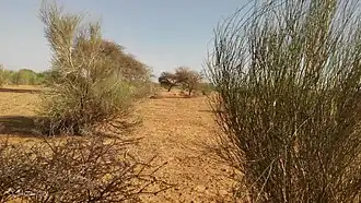 Abala (Niger)