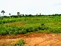 Borassus aethiopum à Golo-Djigbé