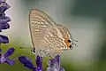 Papillon au corps gris et aux ailes brunes
