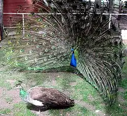 Paon bleu (Pavo cristatus).
