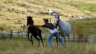 Image illustrative de l’article Cheval en Albanie