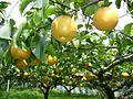 Poiriers du Japon, cultivar Hosui.