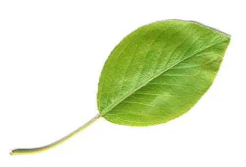 Jeune feuille.