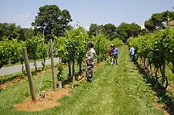 Vignoble de Pearmund Cellars, Broad Run, Virginie.