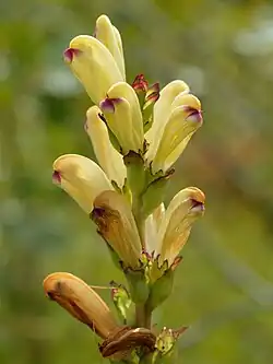 Inflorescence d'un épi.