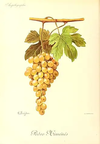 Pedro ximénez