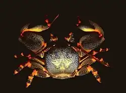 Petrolisthes laevigatus.