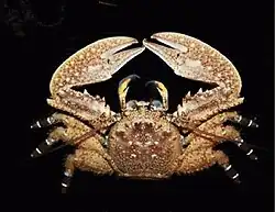 Petrolisthes tuberculatus.