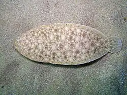 Pegusa nasuta.