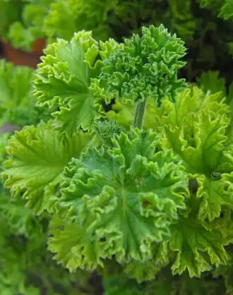 Description de l'image PelargoniumcitronellumMG.JPG.