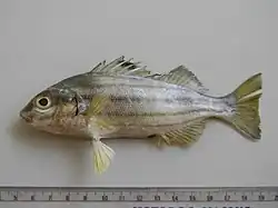 Pelates quadrilineatus.