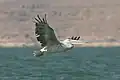 En vol au lac Nasser.