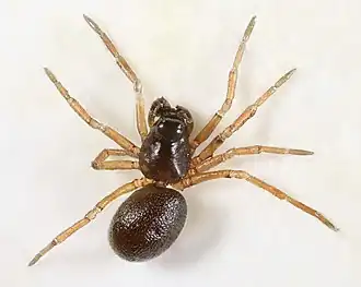 Description de l'image Pelecopsis nemoralis, Trawscoed, North Wales, Dec 2015 (23530278261).jpg.