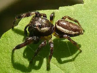 Description de l'image PelegrinaExigua.jpg.