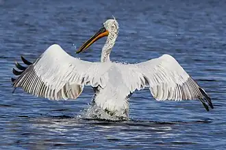 Jeune pélican frisé au lac Kourlady en Russie.