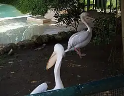 Pélicans.