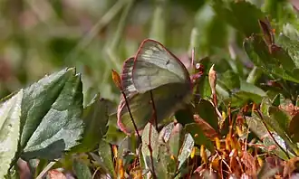Description de l'image Pelidne Sulphur (4861732193).jpg.