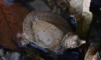 Description de l'image Pelodiscus maackii 55532827 (cropped).jpg.