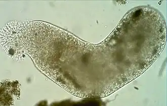Pelomyxa palustris.